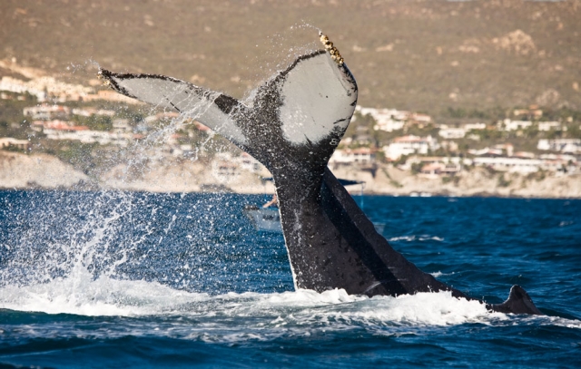 avistamiento de cetáceos